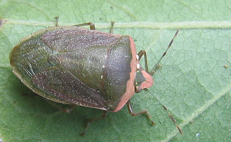 Pentatomidae: Nezara viridula f.torquata 