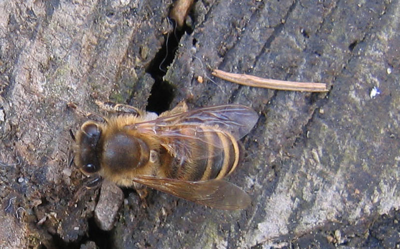 la prima dell''anno 2010:  Apis mellifera