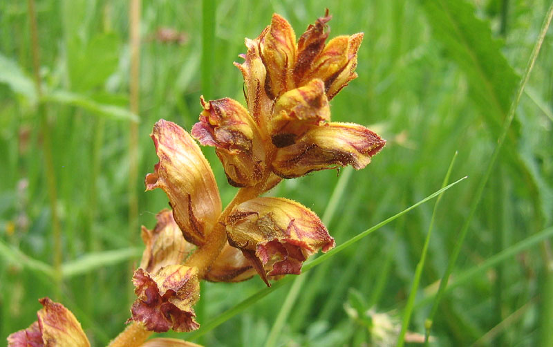 orchidea ? no, Orobanche cfr. gracilis