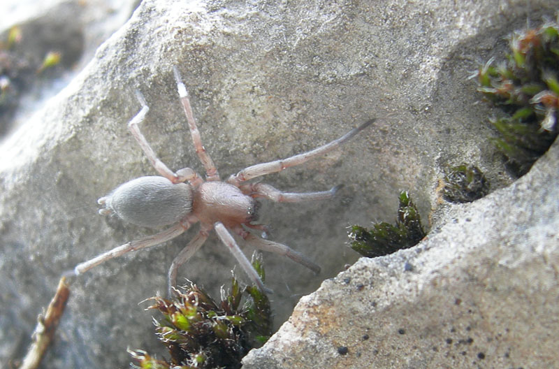 Haplodrassus sp. o Drassodes sp.