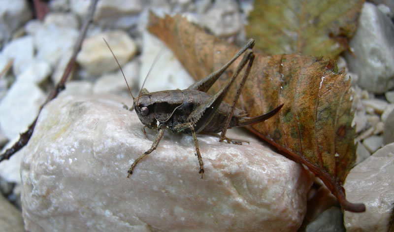 Pholidoptera griseoaptera (Tettigoniidae).....dal Trentino