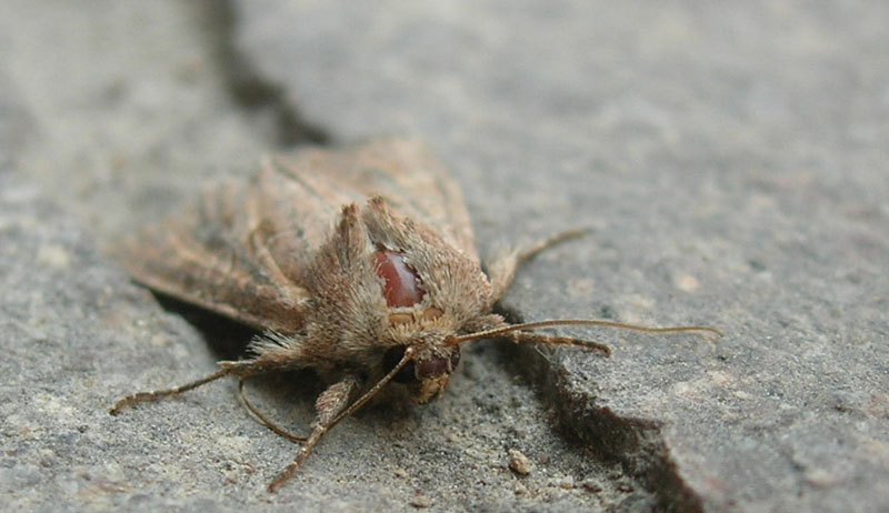 Lacanobia suasa - Noctuidae........dal Trentino