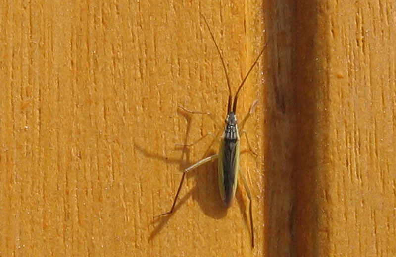 Miridae: Notostira sp. del Trentino