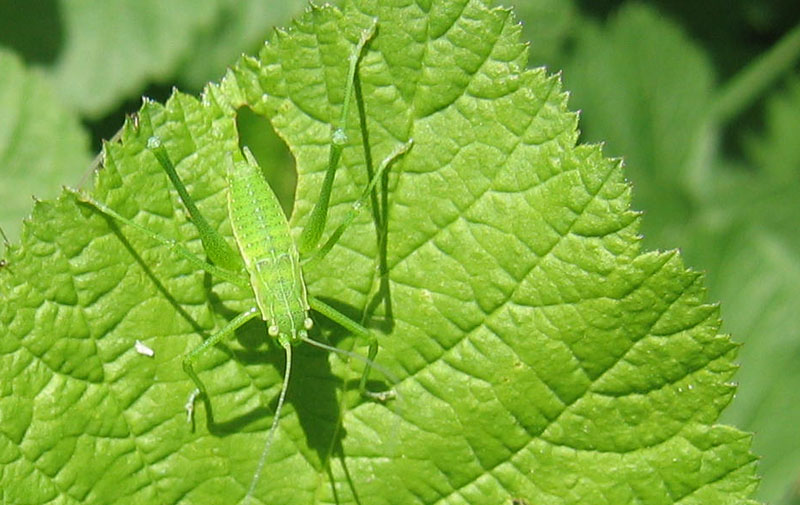 Mimetismo: Leptophyes cf. boscii
