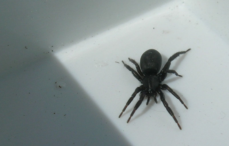 Gnaphosidae
