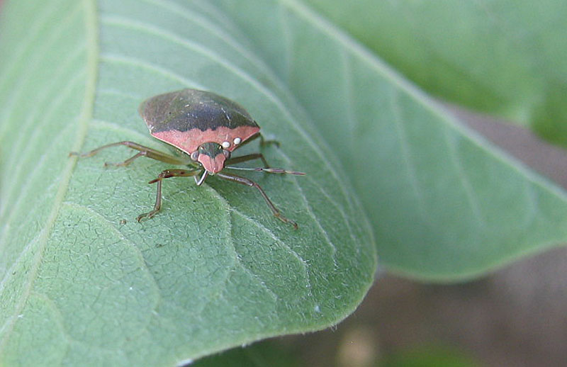 Pentatomidae: Nezara viridula f.torquata 