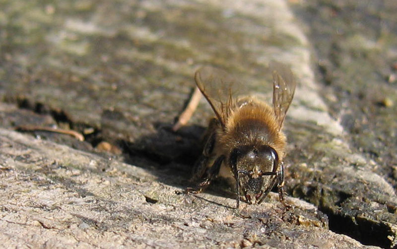 la prima dell''anno 2010:  Apis mellifera