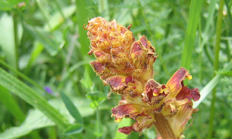 orchidea ? no, Orobanche cfr. gracilis