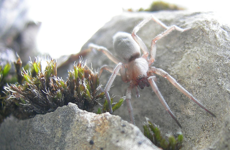 Haplodrassus sp. o Drassodes sp.