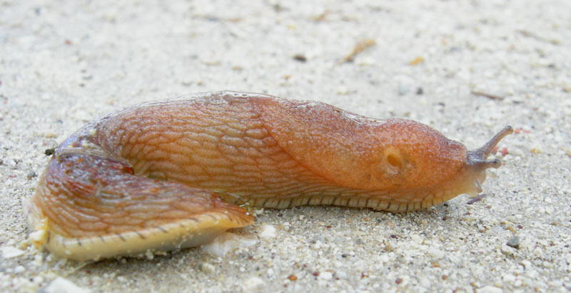 Arion cf.subfuscus - Monte Finonchio (TN)