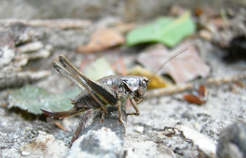 Pholidoptera griseoaptera (Tettigoniidae).....dal Trentino