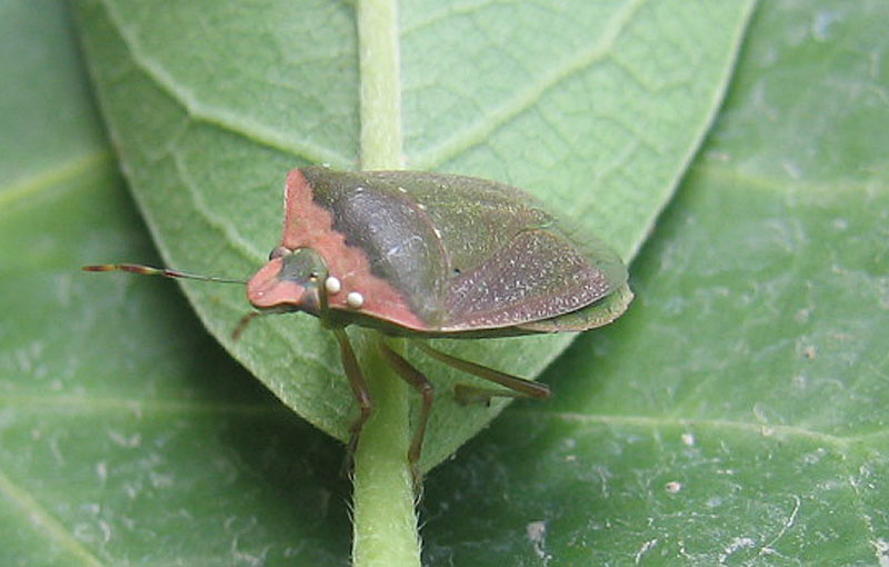 Pentatomidae: Nezara viridula f.torquata 