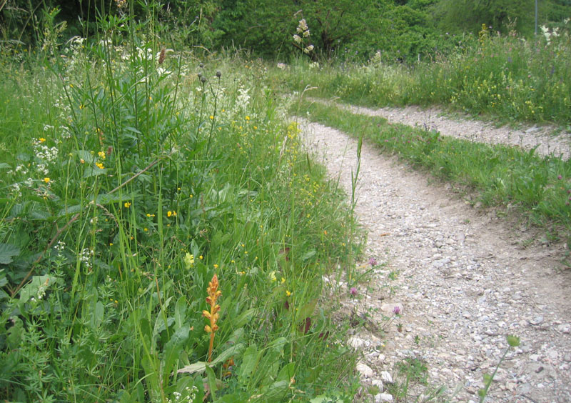 orchidea ? no, Orobanche cfr. gracilis