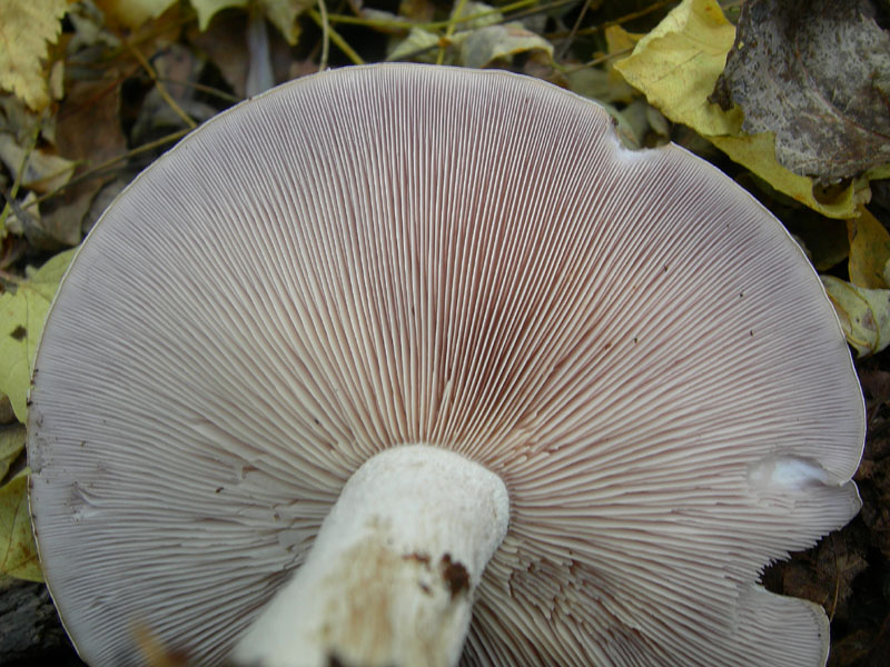 Lepista glaucocana