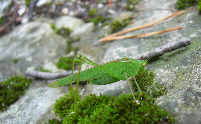 Phaneroptera nana