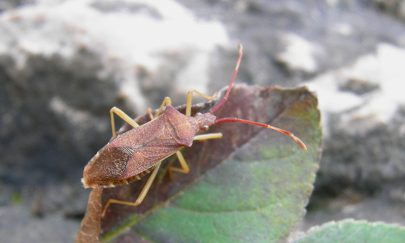 da determinare..... Gonocerus acuteangulatus