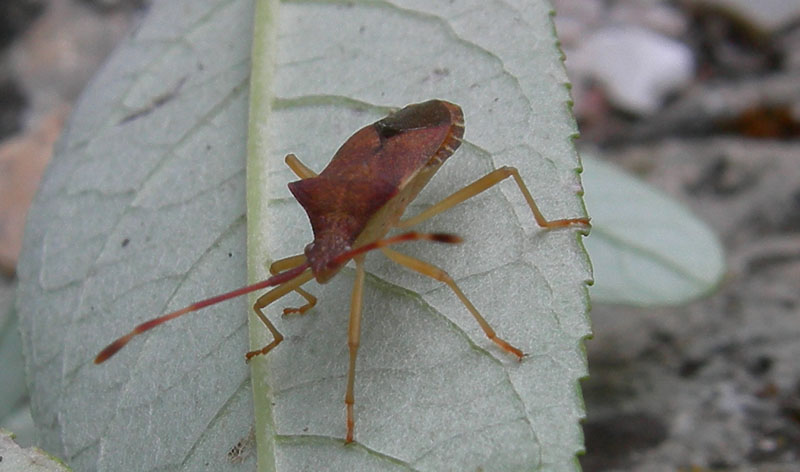 da determinare..... Gonocerus acuteangulatus