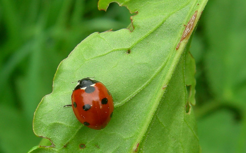 Coccinella septempunctata