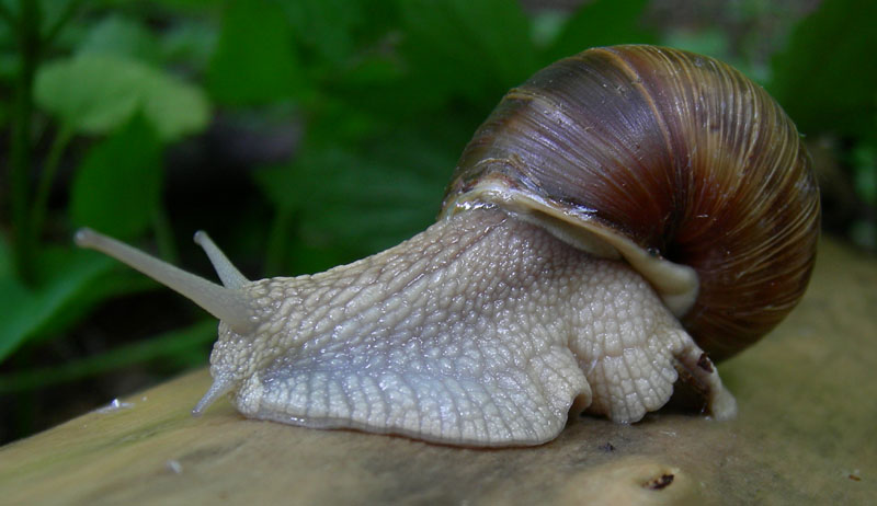 Helix pomatia Linnaeus 1758