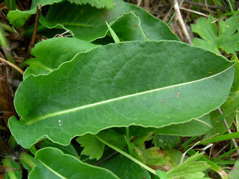 Bistorta officinalis / Bistorta