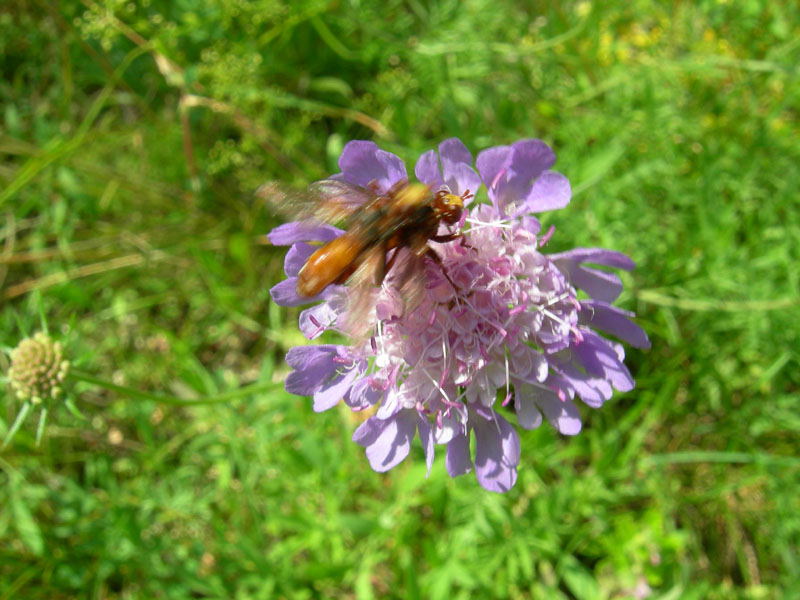 accoppiamento di Sicus sp.