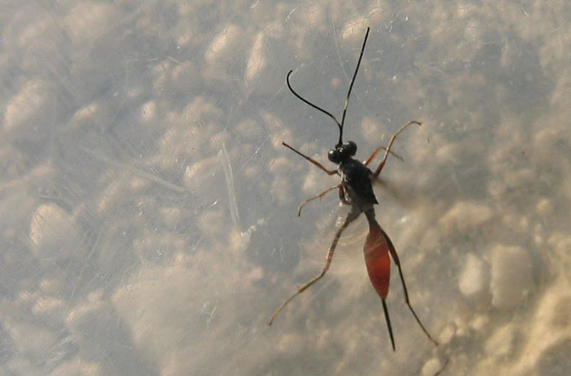Ichneumonidae probabilmente Cryptinae