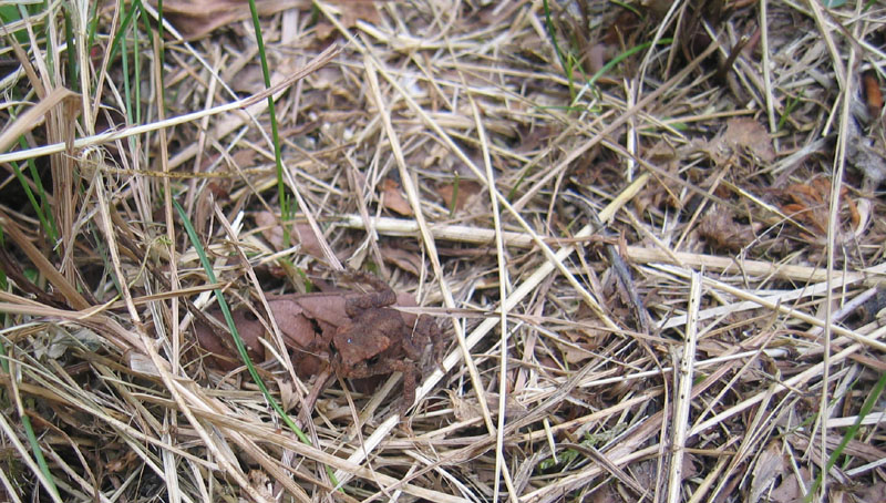 piccolo piccolo...... - Bufo bufo