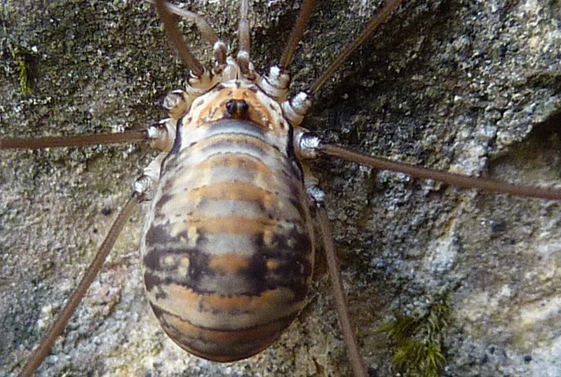 Leiobunum limbatum femmina del Trentino