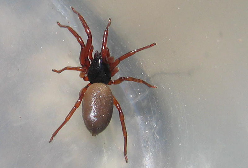 Dysderidae
