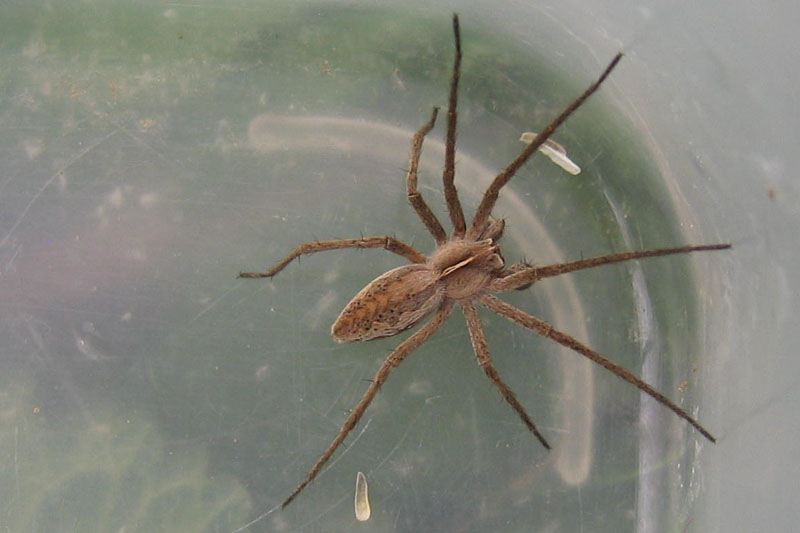 Pisaura sp.