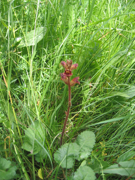 orchidea ? no, Orobanche cfr. gracilis
