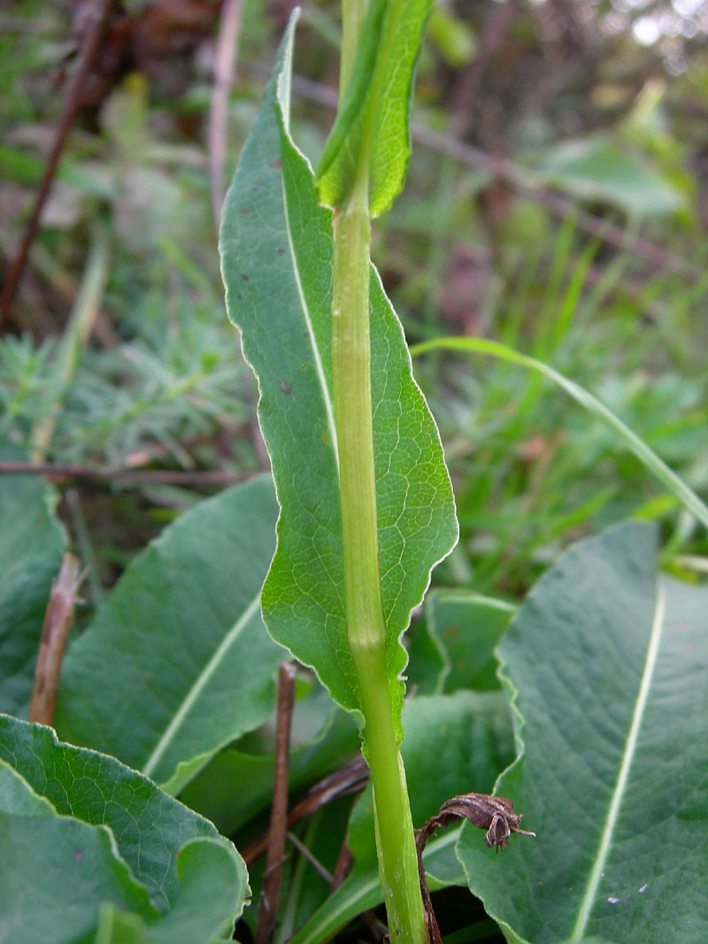 Bistorta officinalis / Bistorta
