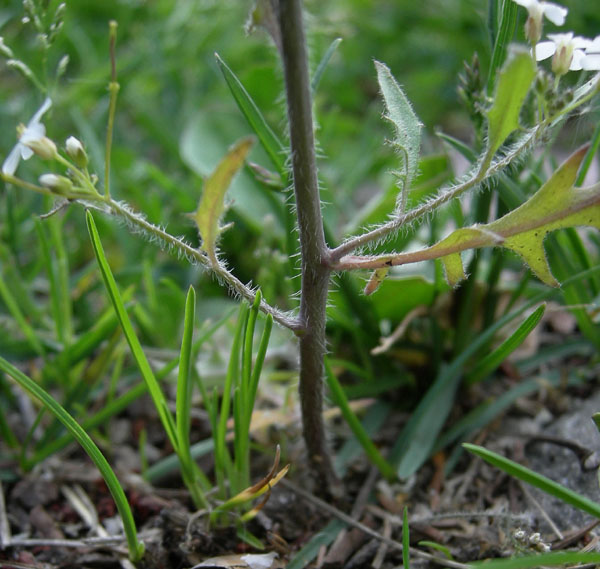 da determinare....Arabidopsis arenosa ?