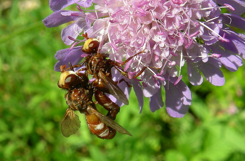 accoppiamento di Sicus sp.