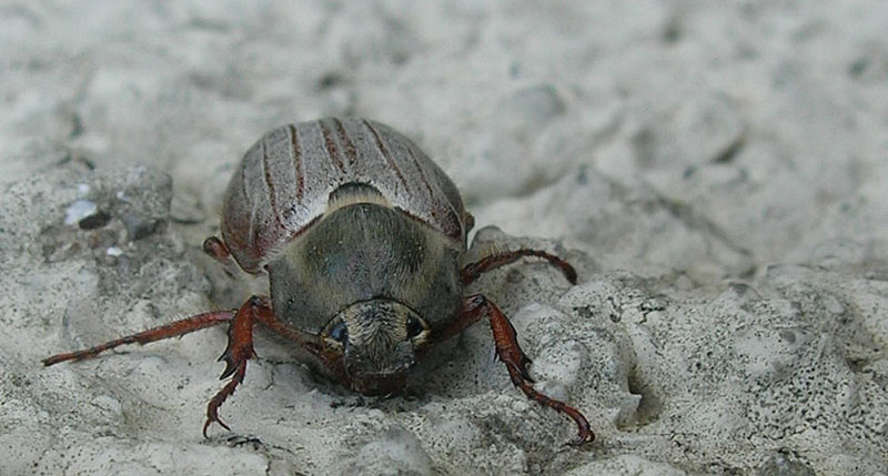 Maggiolino da determinare... Melolontha melolontha