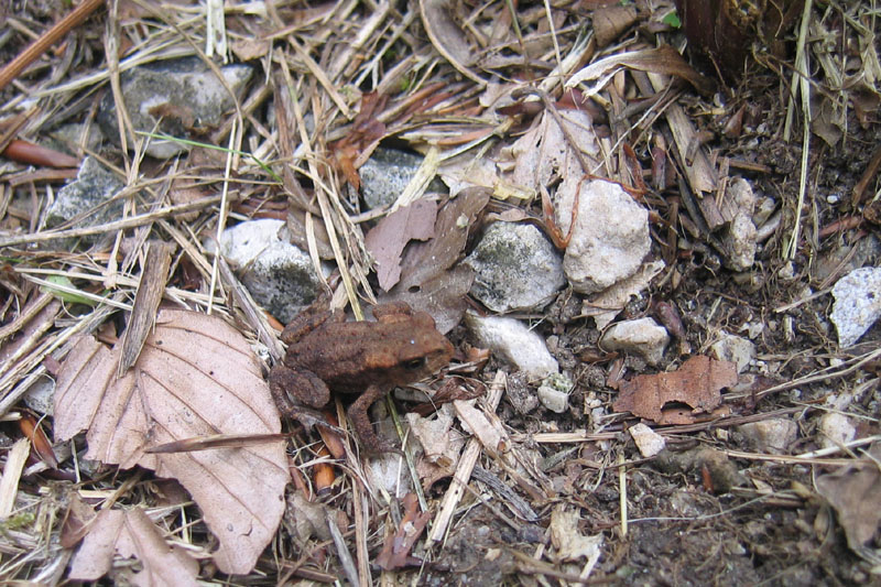piccolo piccolo...... - Bufo bufo