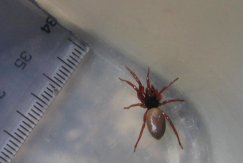 Dysderidae