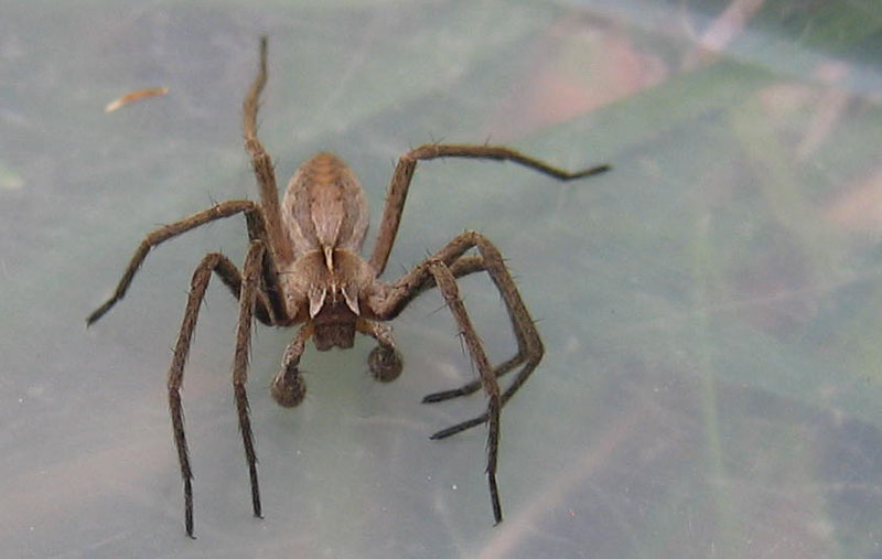 Pisaura sp.