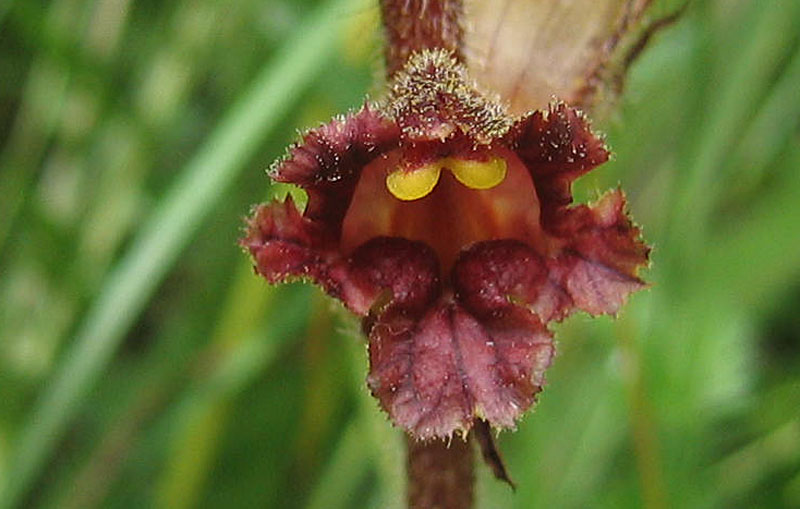 orchidea ? no, Orobanche cfr. gracilis