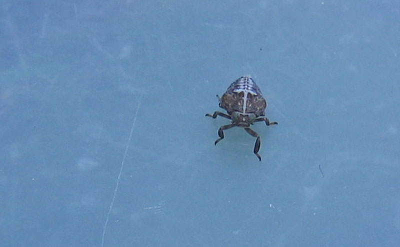 Issus sp.