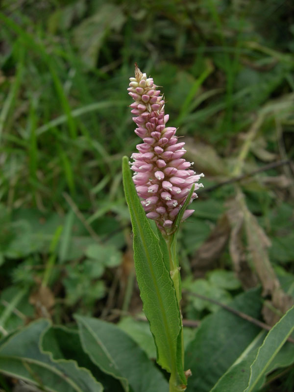 Bistorta officinalis / Bistorta