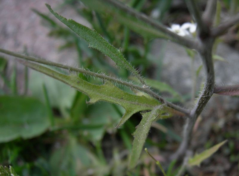 da determinare....Arabidopsis arenosa ?