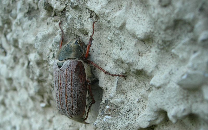 Maggiolino da determinare... Melolontha melolontha