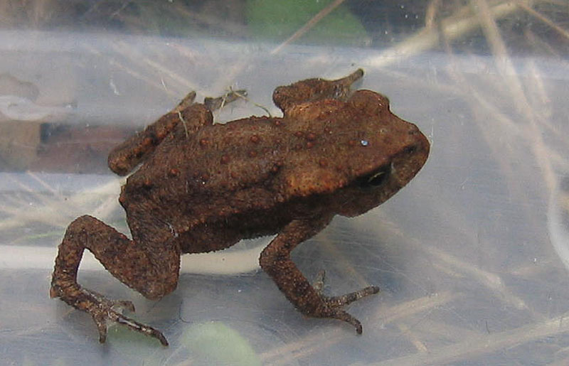 piccolo piccolo...... - Bufo bufo