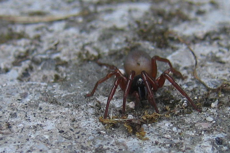 Dysderidae
