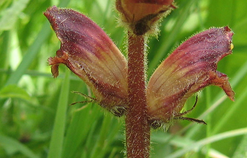 orchidea ? no, Orobanche cfr. gracilis