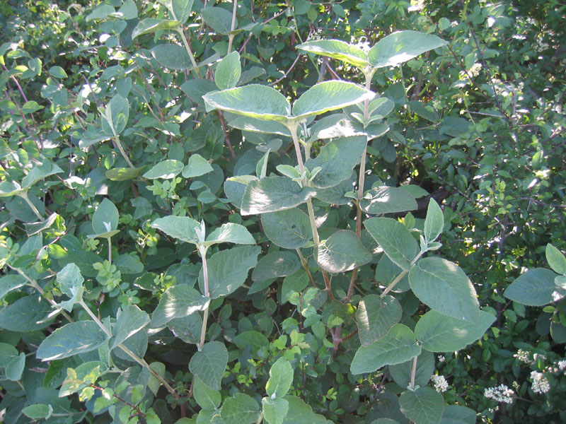 Issus sp.