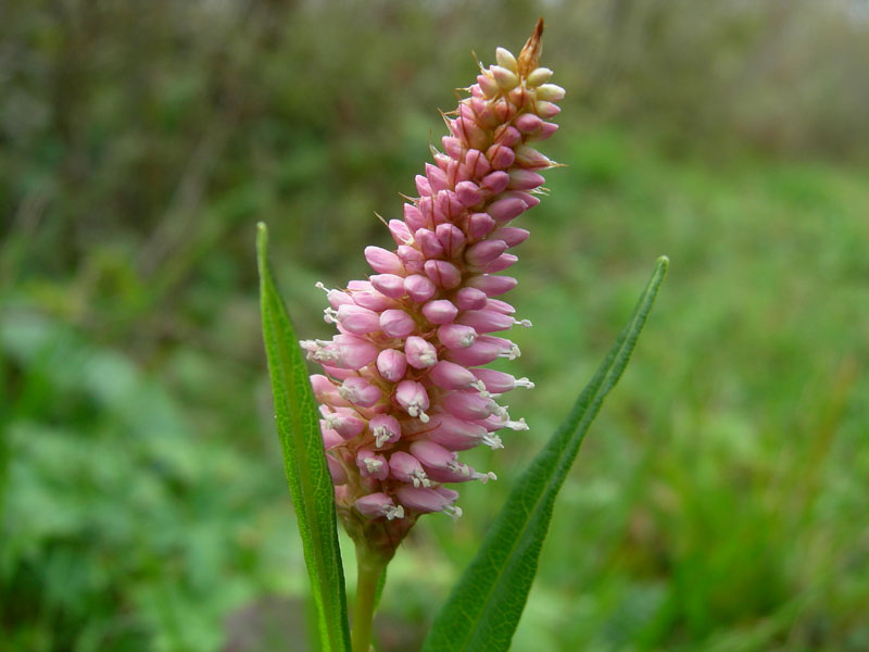 Bistorta officinalis / Bistorta