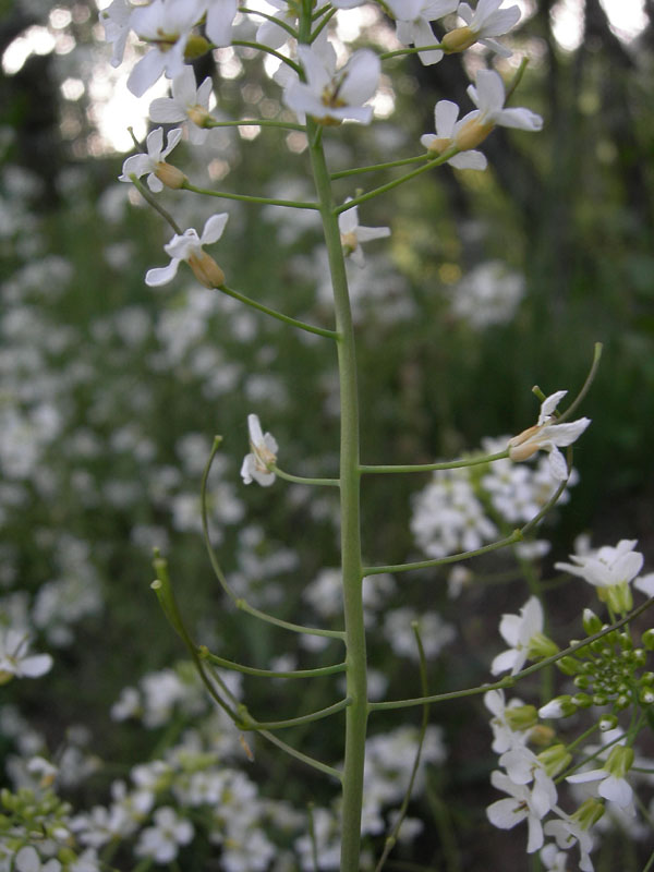 da determinare....Arabidopsis arenosa ?