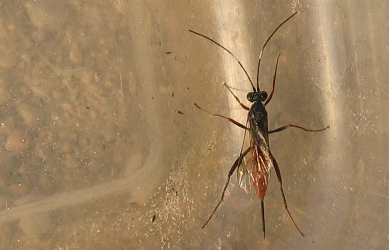 Ichneumonidae probabilmente Cryptinae